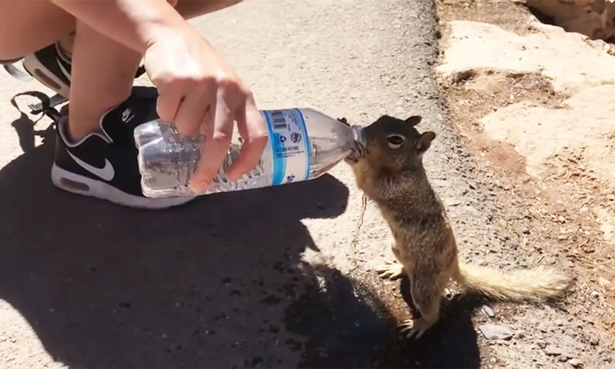 squirrel water gun