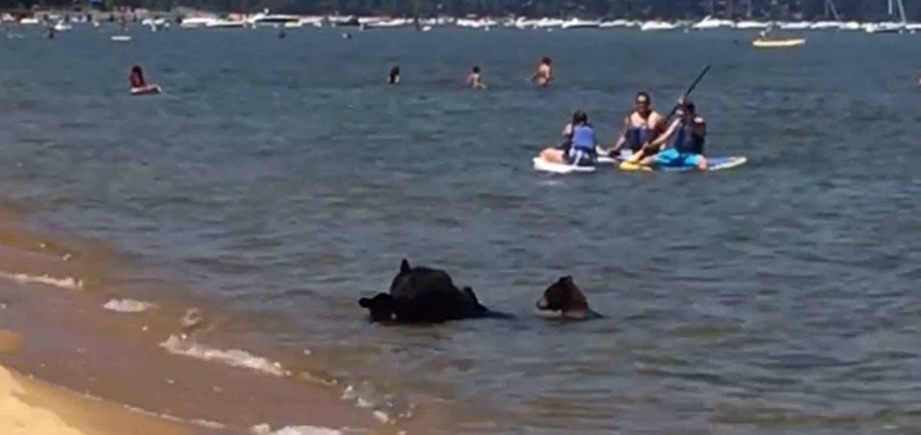 Everyone Was Having A Good Time At The Beach Until A Pack Of Bears ...