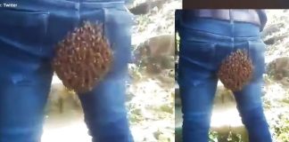 bees build beehive on mans bottom