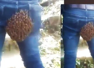 bees build beehive on mans bottom