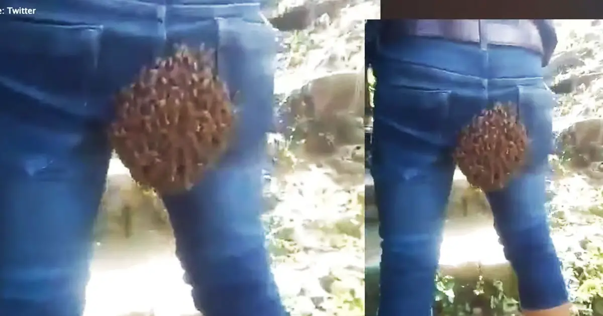 bees build beehive on mans bottom