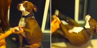 dog being dramatic