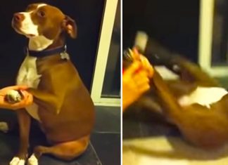dog being dramatic