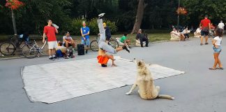 dog dances with breakdancers