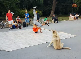 dog dances with breakdancers