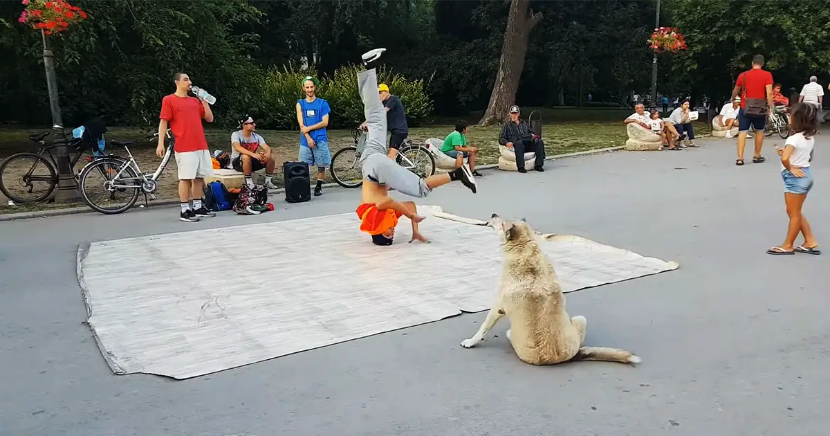 dog dances with breakdancers