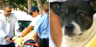 dog gets rescued