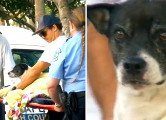 dog gets rescued