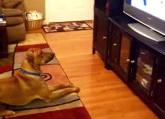 dogs watching tv