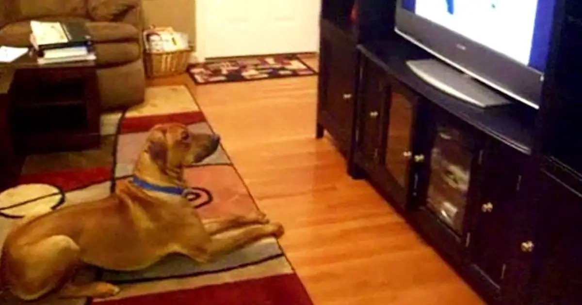 dogs watching tv