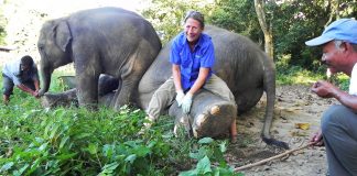 elephant aid international
