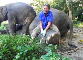 elephant aid international