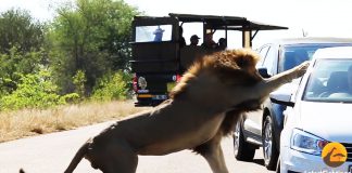lion punches through window
