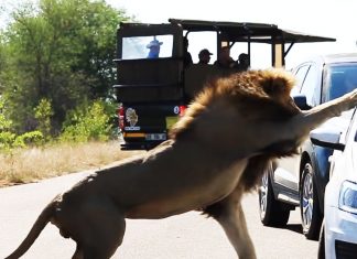 lion punches through window