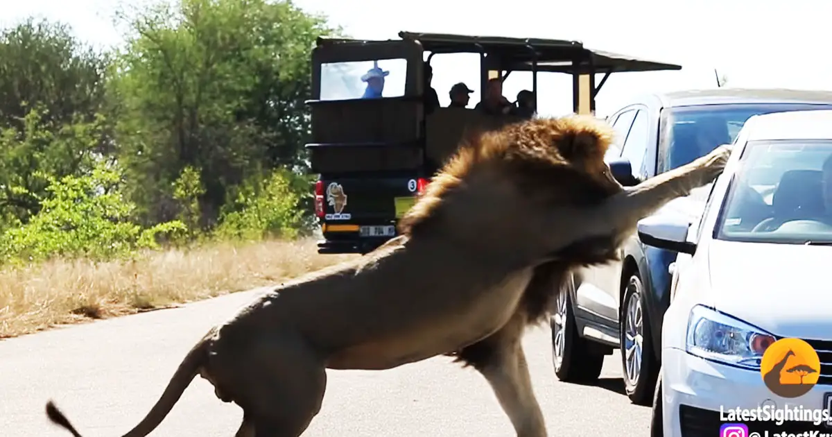 lion punches through window