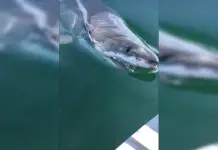shark bites boat