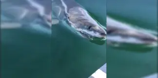 shark bites boat