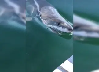 shark bites boat