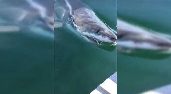 shark bites boat