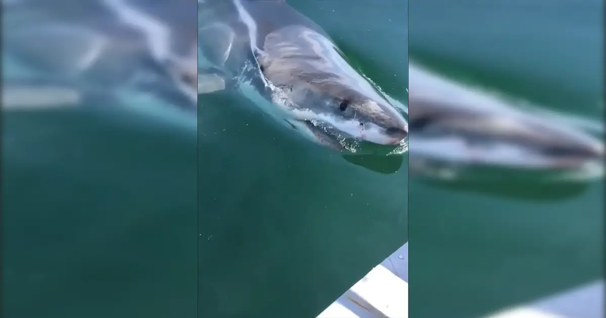 shark bites boat