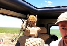tourist encounters cheetah