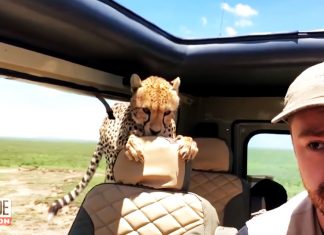tourist encounters cheetah