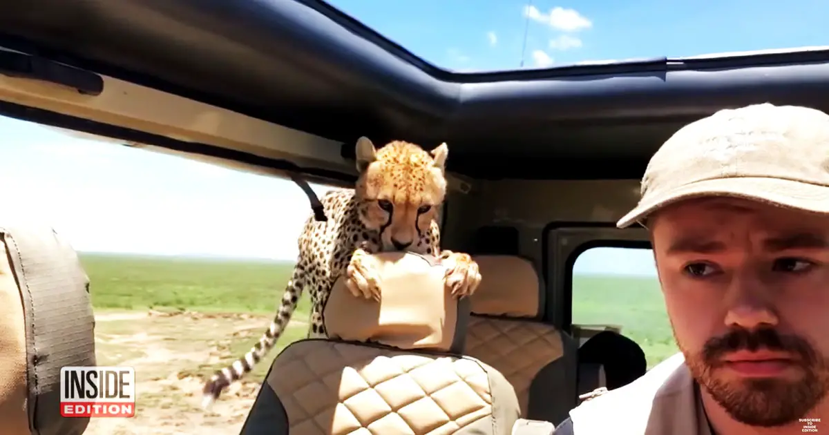 tourist encounters cheetah