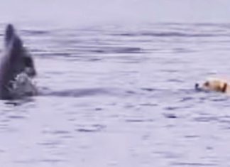 dog dolphin bff