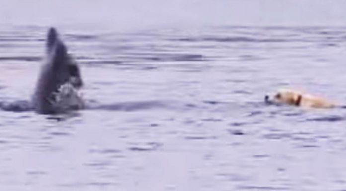 dog dolphin bff