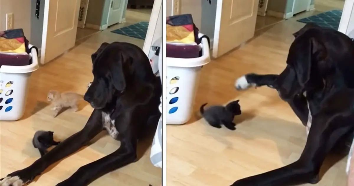 great dane and kitten bonding