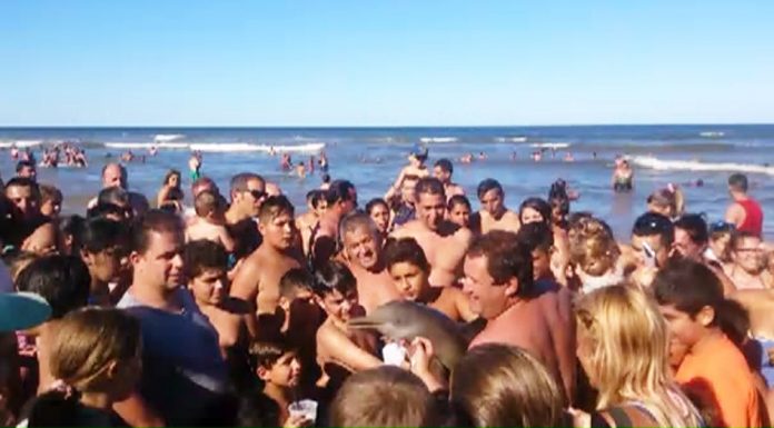 la plata dolphin