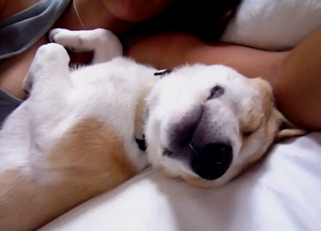 This Is The Laziest Puppy In The Whole World. Wait Till ...