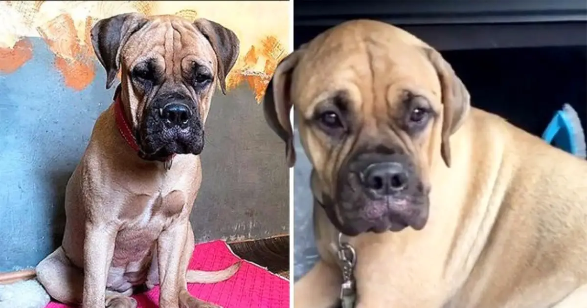 mastiff maru