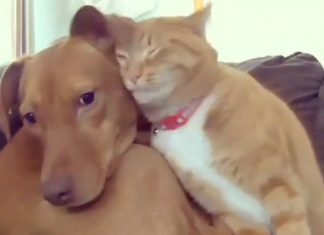 cat-comforts-anxious-friend