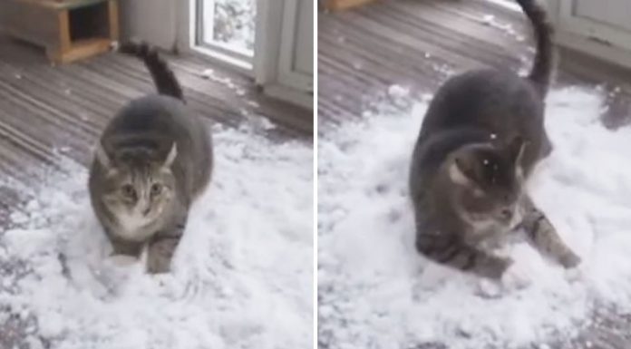 cat plays snow indoors