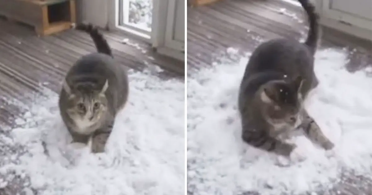 cat plays snow indoors