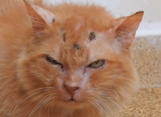 cinnamon the cat