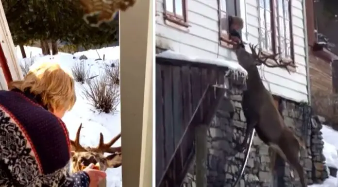 deer visits widow everyday