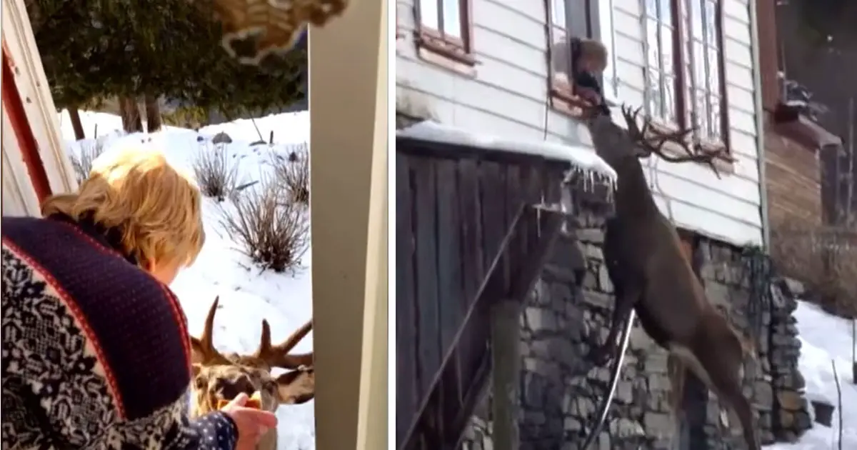 deer visits widow everyday