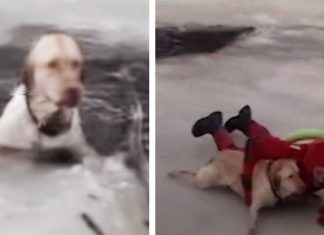 dog gets rescued