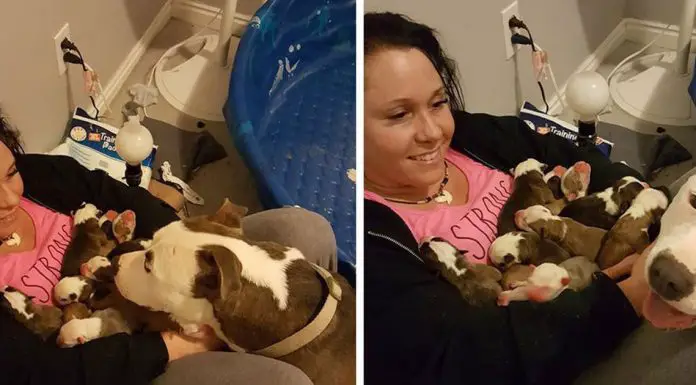 dog puts puppies on womans lap