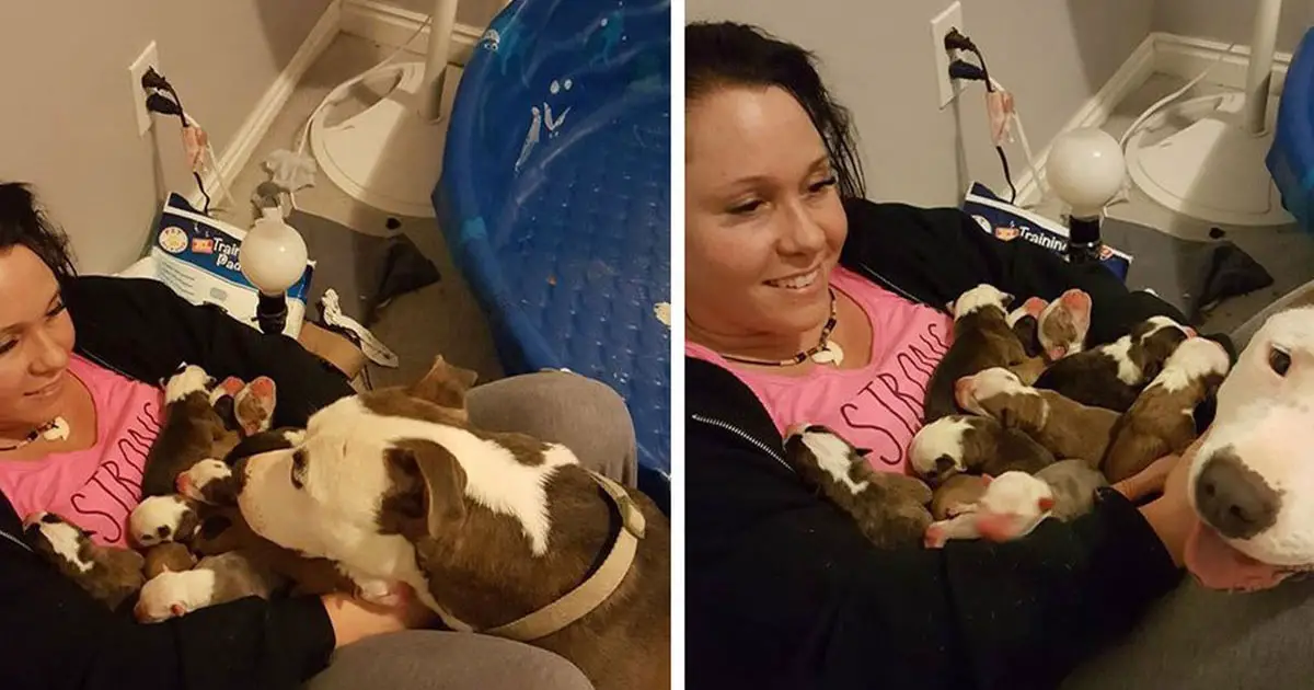 dog puts puppies on womans lap