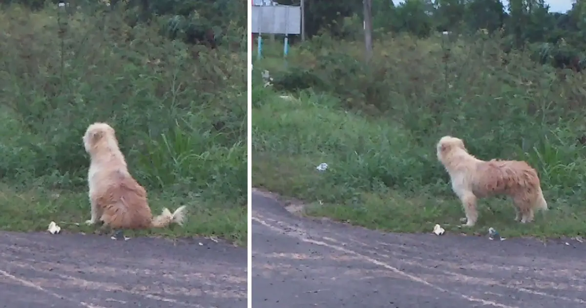 dog waits for owners on roadside