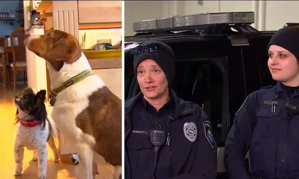 dogs dial 911