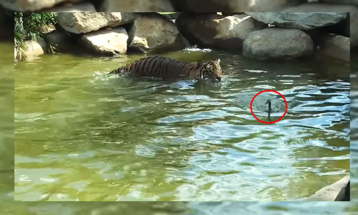 duck plays with tiger
