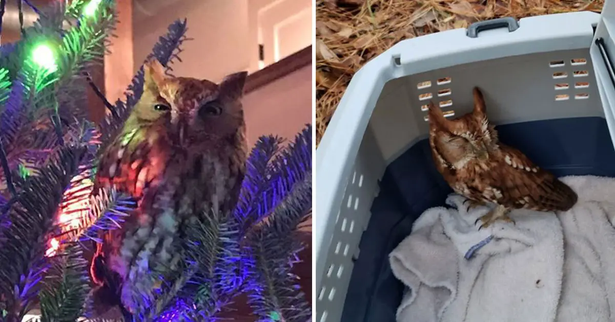 girl finds owl on christmas tree