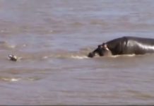 hippo-saves-baby-zebra