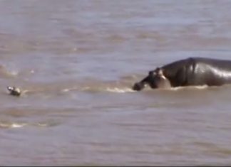 hippo-saves-baby-zebra