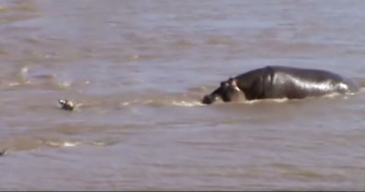 hippo-saves-baby-zebra