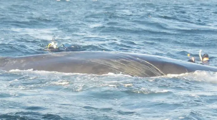 mammal-asks-divers-for-help